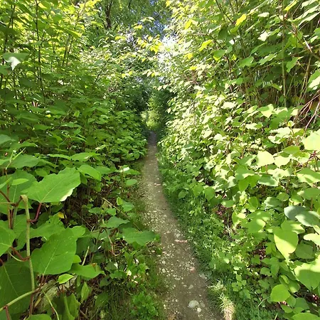 Garden For Two People With Additional River Site To Put Up Your Tent Price Includes Two Bicycles For Amazing Views And Two Water Floats For Mega River Run Check My Video On Youtube By Writing To Find And Use Your In
